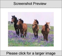 7art Graceful Horses ScreenSaver Screenshot